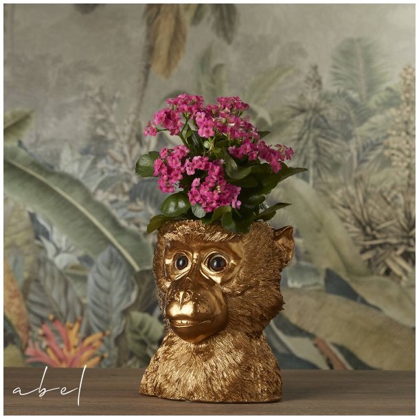 Bruce plantepotte