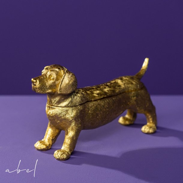 Dachshund box gull