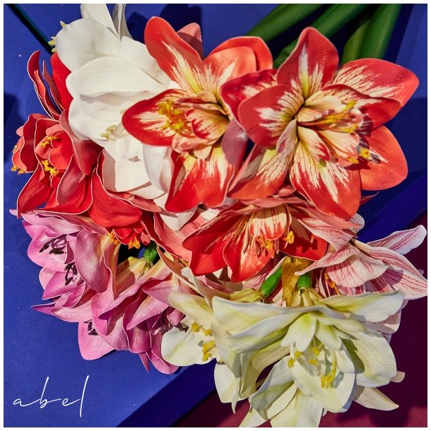 Amaryllis