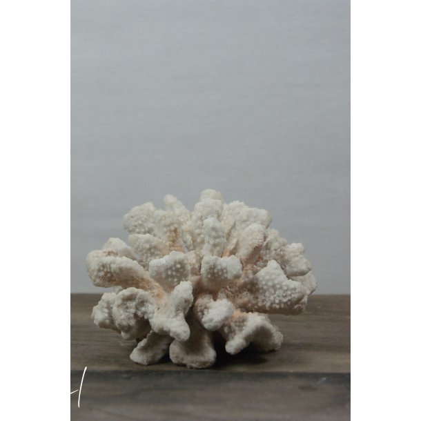 Coral 